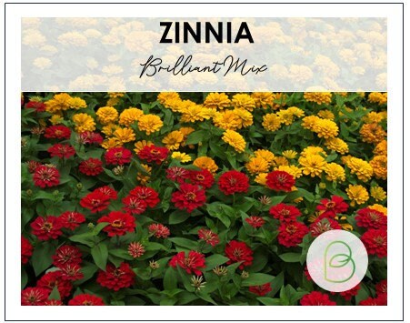 Zinnia Brilliant Mix