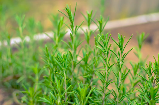 Rosemary