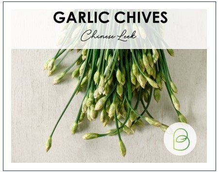Garlic Chives