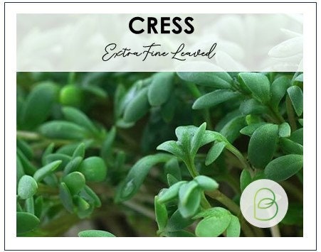 Extra Fine Curled Cress