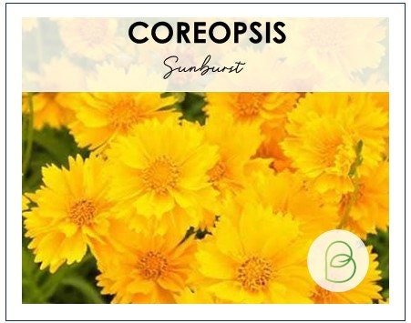 Coreopsis Sunburst