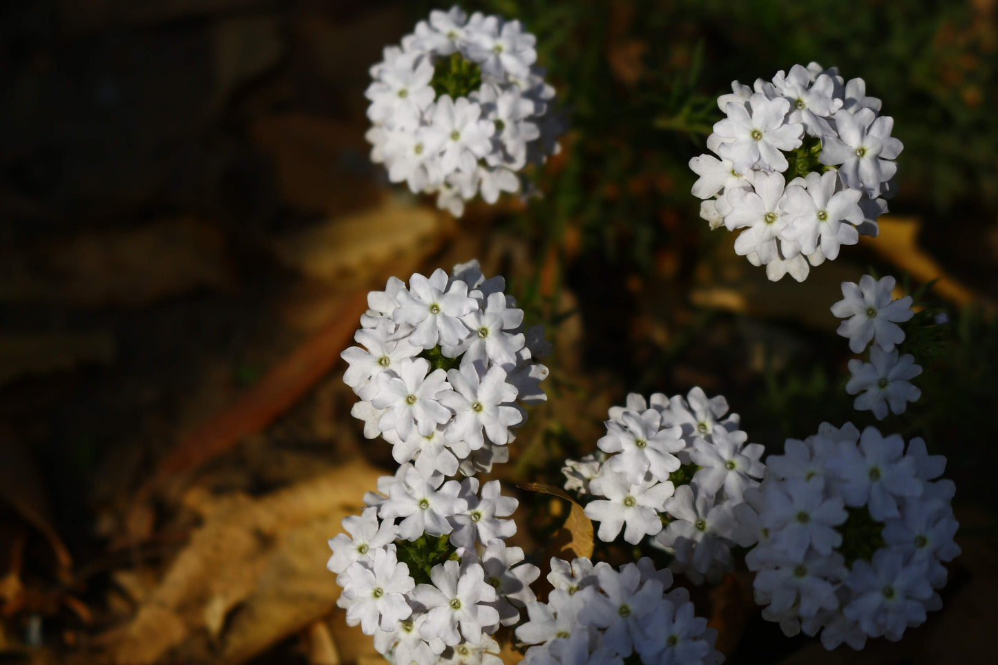 Candytuft Empress Rocket