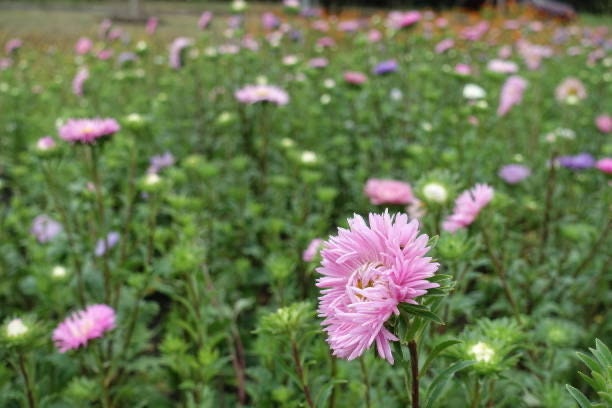 Aster Gremlin Light Rose