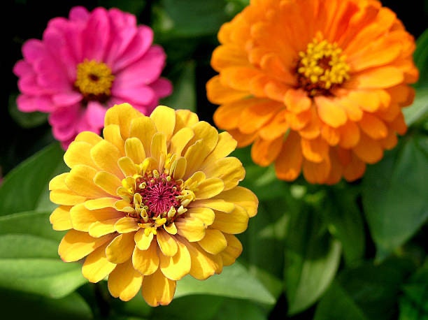 Zinnia Thumbelina Mix