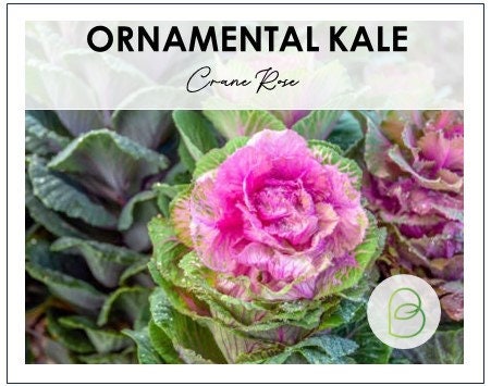 Cabbage (Ornamental) Crane Rose F1