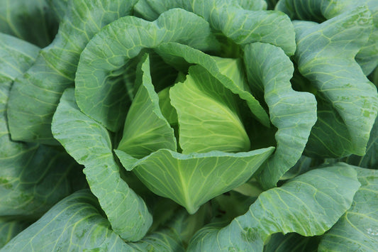 Danish Ballhead Ornamental Cabbage 25+ Seeds, Brassica oleracea