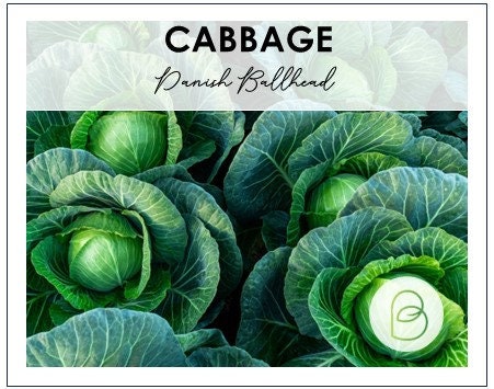 Danish Ballhead Ornamental Cabbage 25+ Seeds, Brassica oleracea