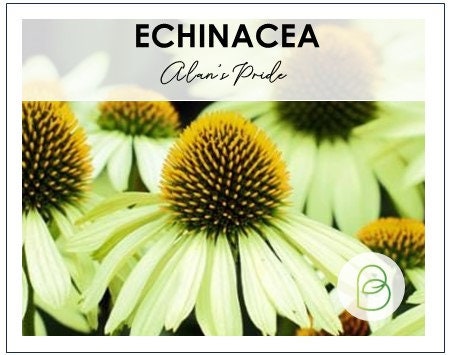 Echinacea (Coneflower) Alan's Pride