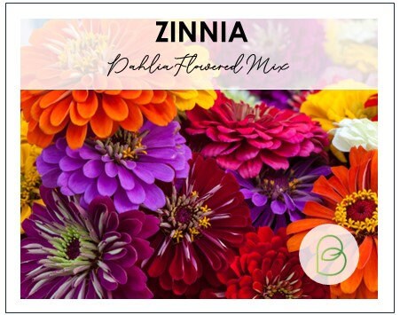Zinnia Dahlia Flowered Mix