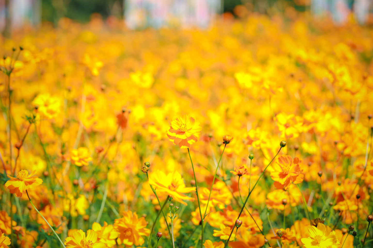 Cosmos Bright Lights Mix