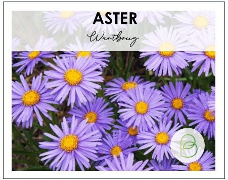 Aster Wartburg