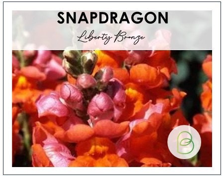 Snapdragon Liberty Classic Bronze