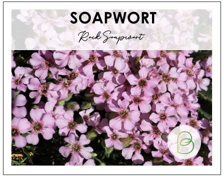 Soapwort