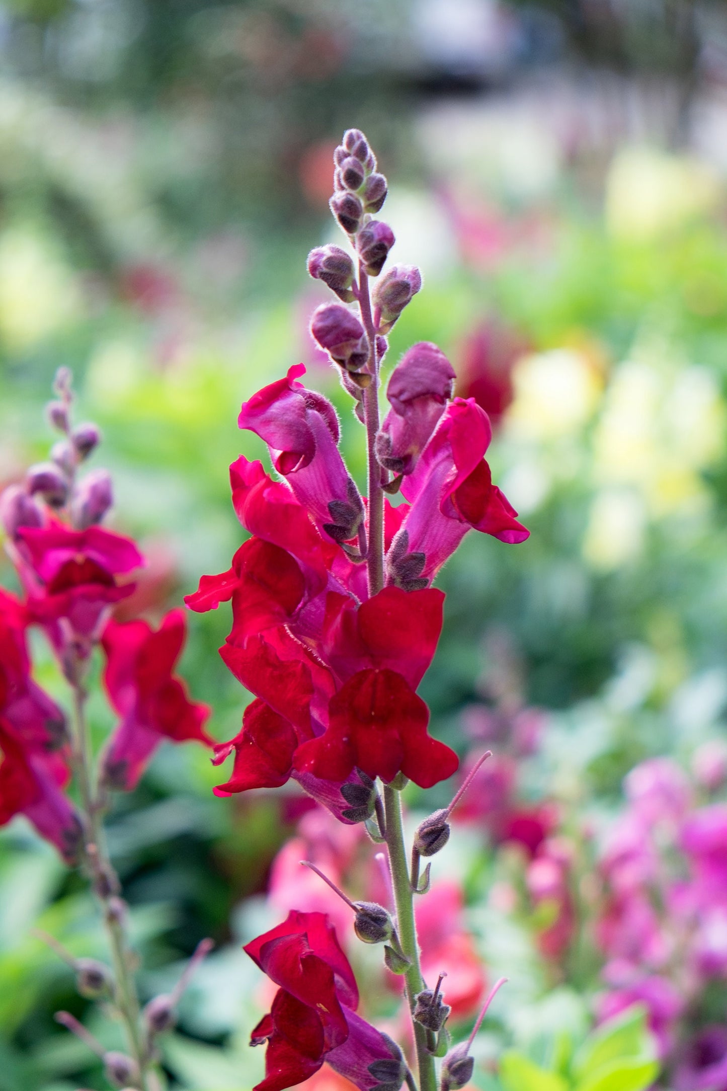 Snapdragon Costa Summer Velvet