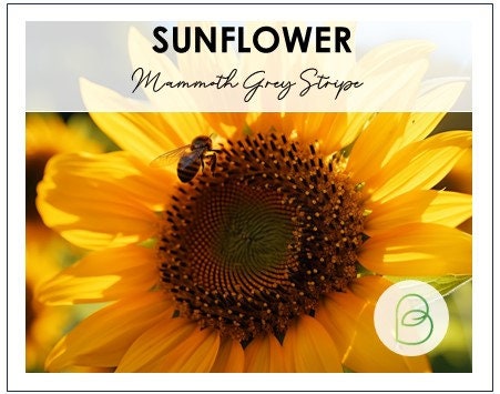 Sunflower Mammoth Grey Stripe