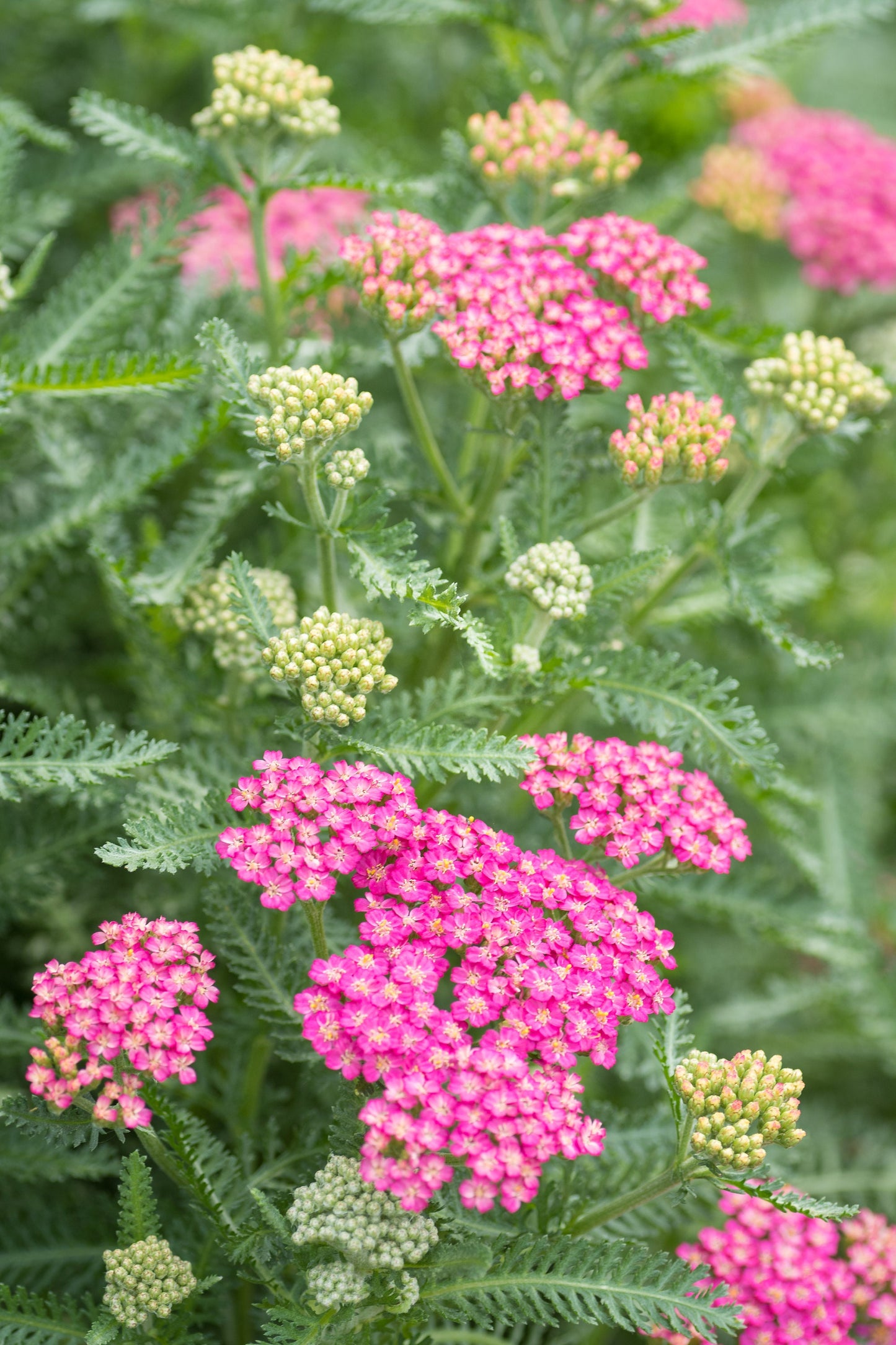 Yarrow Flowerburst Fruitbowl