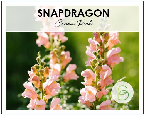 Snapdragon Cannes Pink Seeds, 20 seeds, Antirrhunium