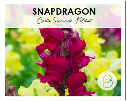 Snapdragon Costa Summer Velvet