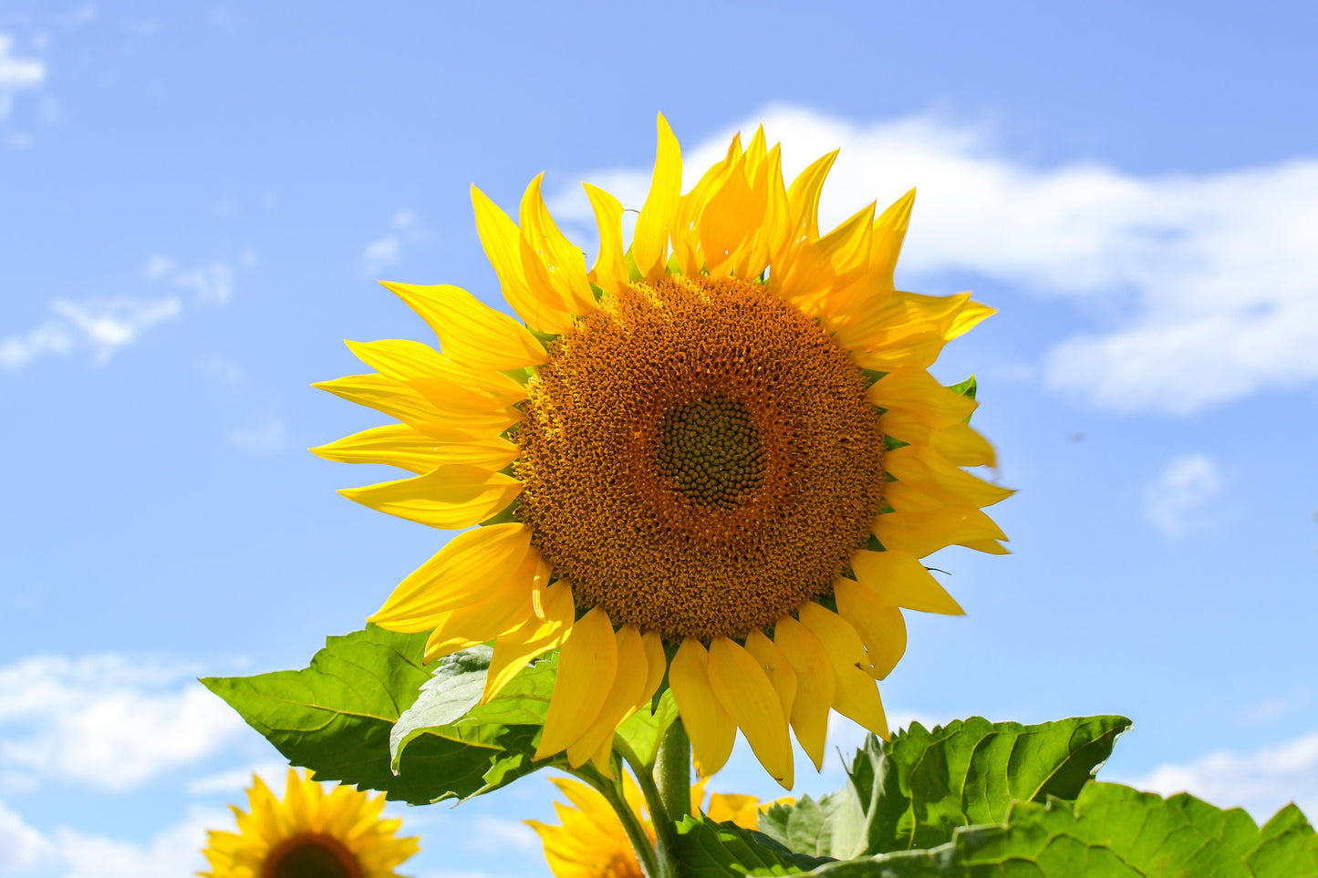 Sunflower Mammoth Grey Stripe