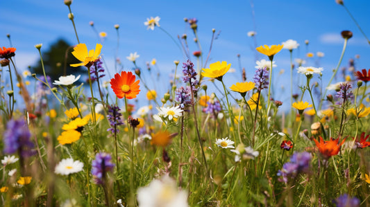 Part-Shade Wildflower Mix Seeds, 1 gram, Wildflower seeds