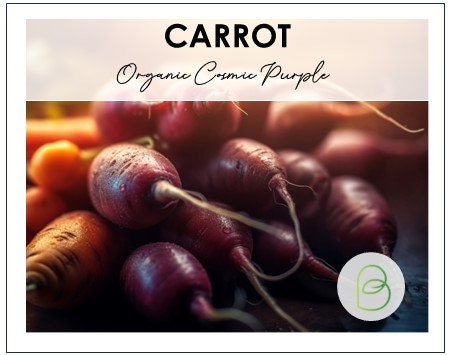 Carrot Organic Purple