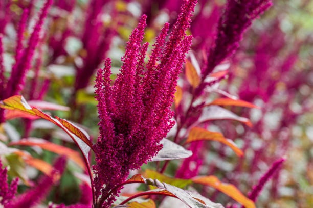 Amaranth Red Spike