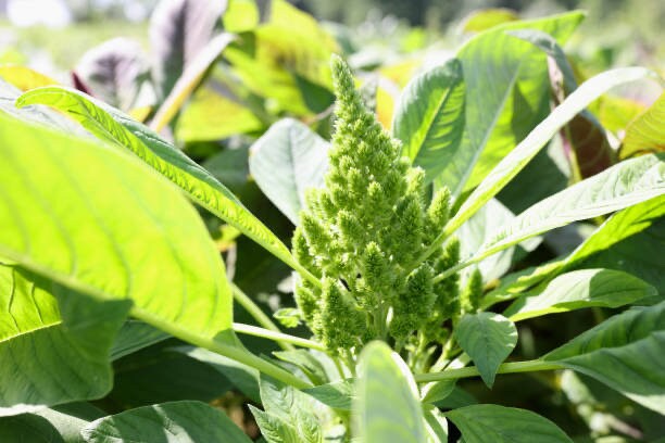 Amaranth Autumn's Torch