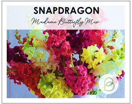Snapdragon Madame Butterfly Mix