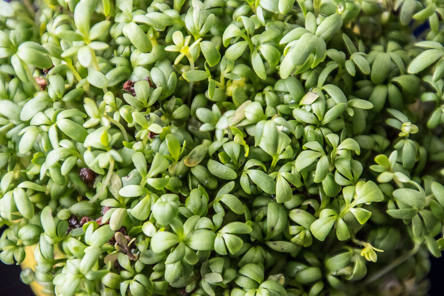 Extra Fine Curled Cress