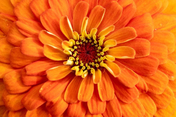 Zinnia Thumbelina Mix