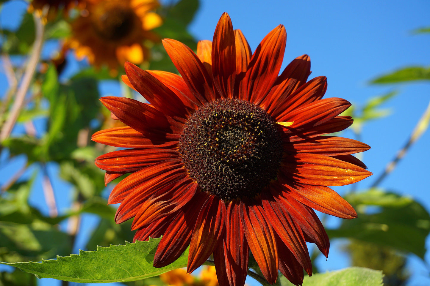 Sunflower Velvet Queen