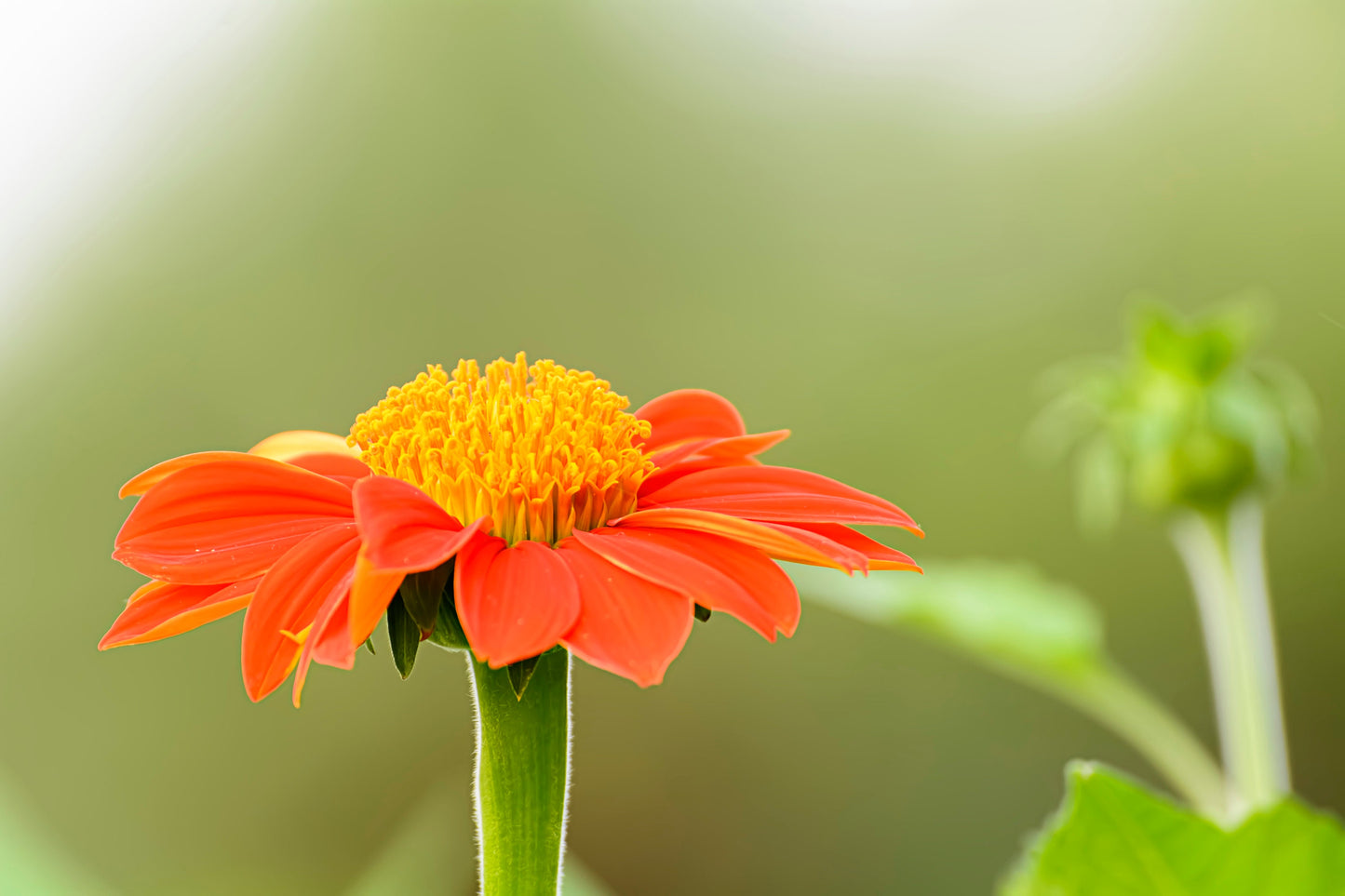 Mexican Sunflower