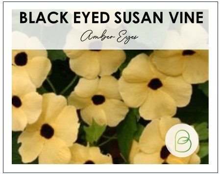 Black Eyed Susan Vine, Amber Eyes Seeds, Thunbergia Alata