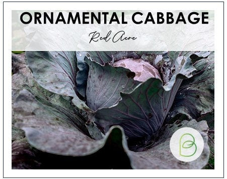 Red Acre Ornamental Cabbage 50+ Seeds, Brassica oleracea
