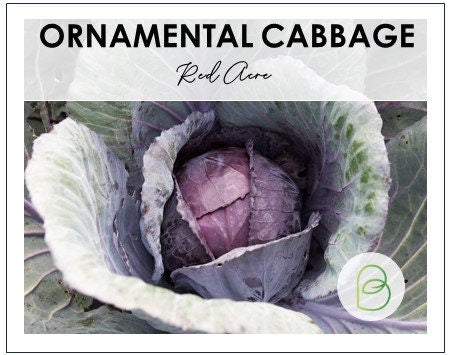 Red Acre Ornamental Cabbage 50+ Seeds, Brassica oleracea