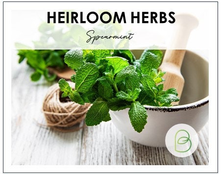 Spearmint