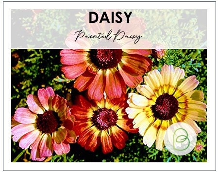 Painted Daisy Seeds
