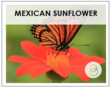 Mexican Sunflower