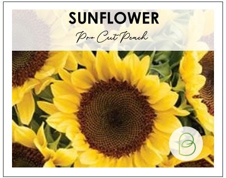 Sunflower Procut Peach