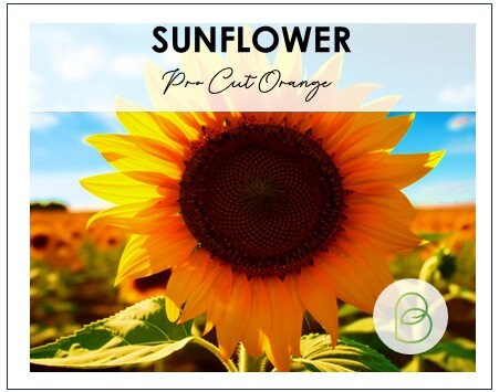 Sunflower Procut Orange Excel