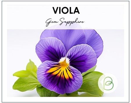 Viola Gem Sapphire