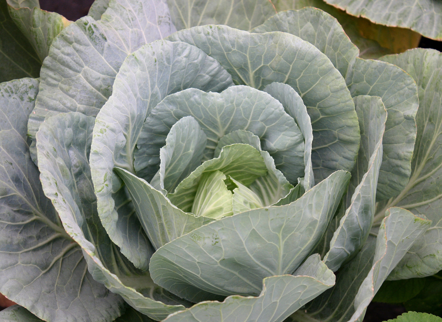 Danish Ballhead Ornamental Cabbage 25+ Seeds, Brassica oleracea