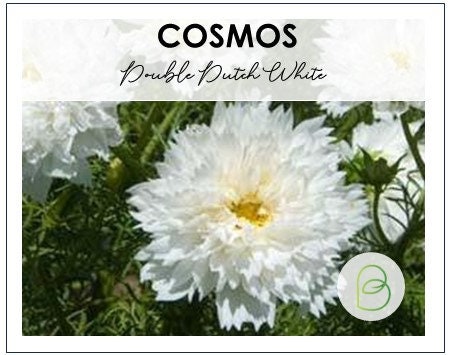 Cosmos Double Dutch White