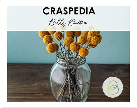 50 Craspedia globosa seeds, Billy Button Seeds, Dried Flowers, Globe Blooms, Yellow Balls