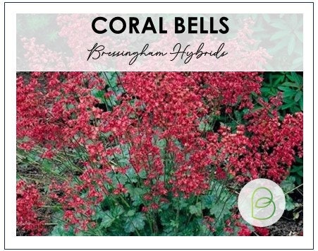 Bressingham Hybrids Coral Bell
