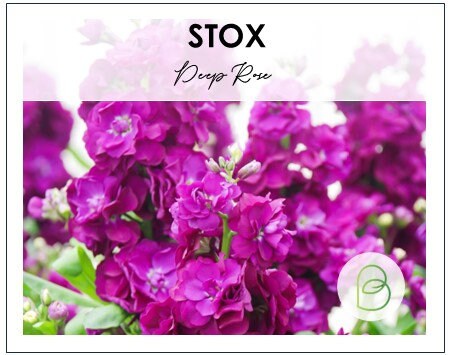 Stock StoX Deep Rose