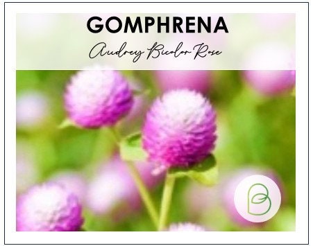 Gomphrena Audray Bicolor Rose