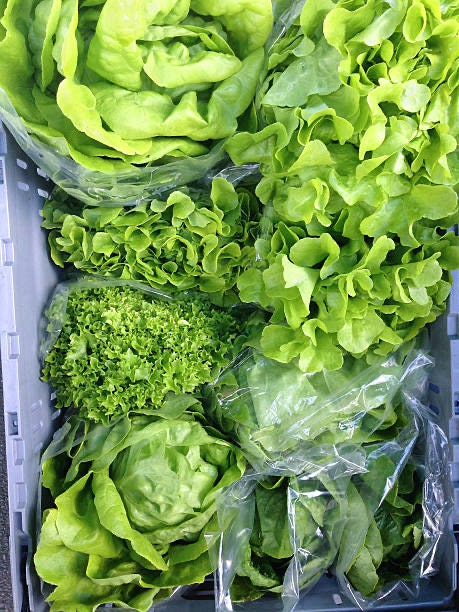 Buttercrunch Lettuce Seeds 1.5g (~750 seeds) ORGANIC, Heirloom Seeds - Open Pollinated, Non GMO, Heirloom Seeds, Lettuce Seeds, Vegetable