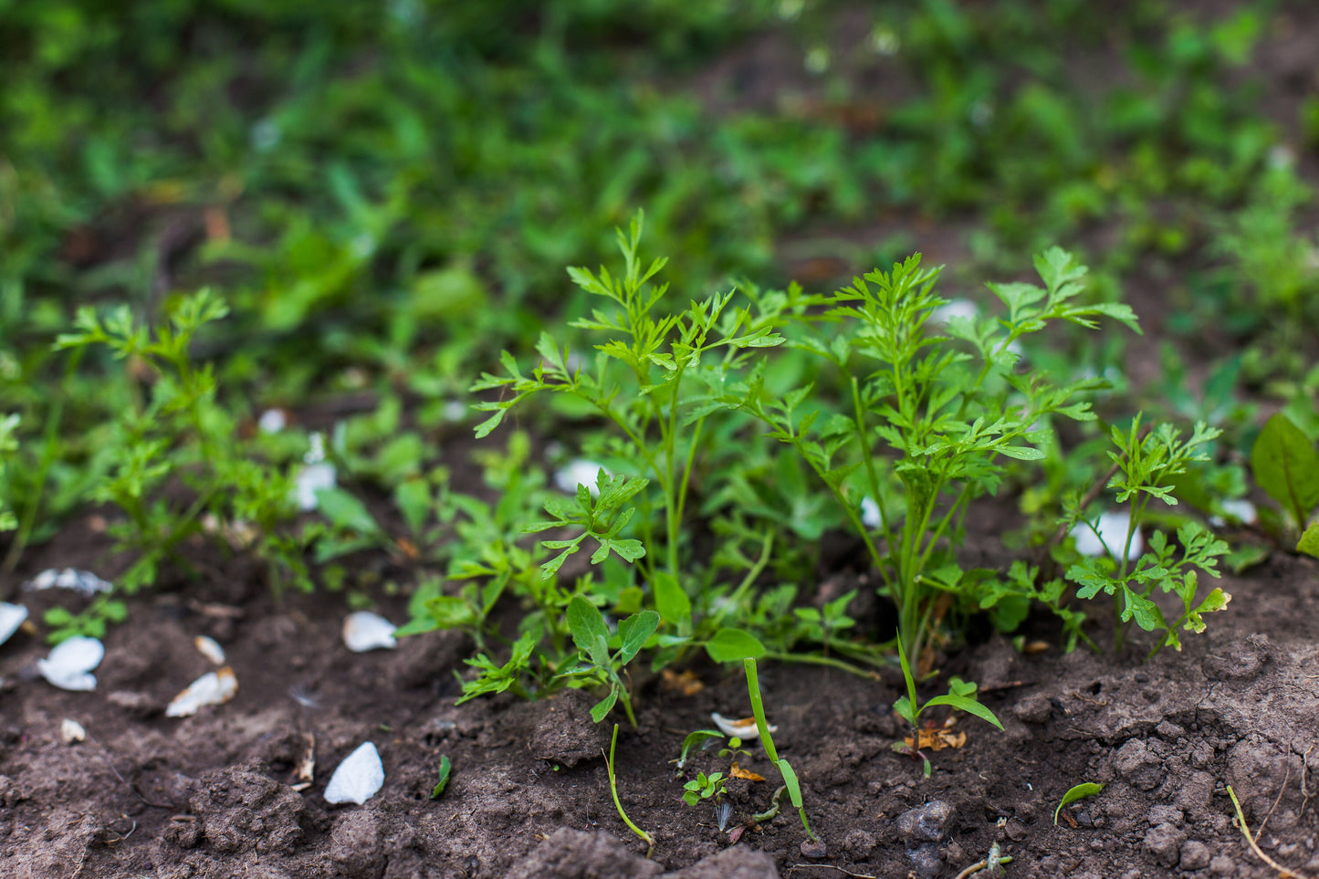 Ammi Majus White Dill