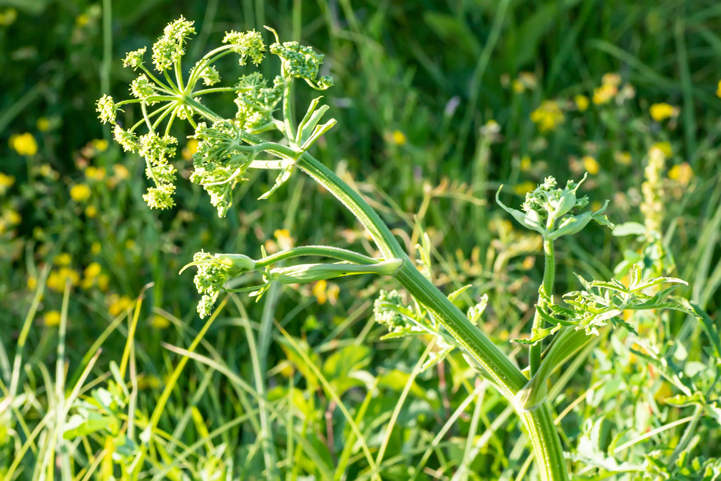 Ammi Majus White Dill